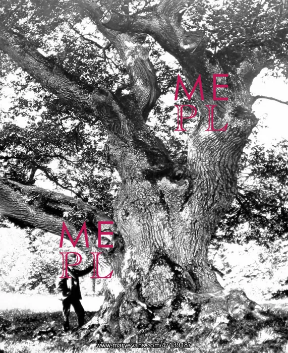  : The Capon Tree, Jedburgh, Victorian period