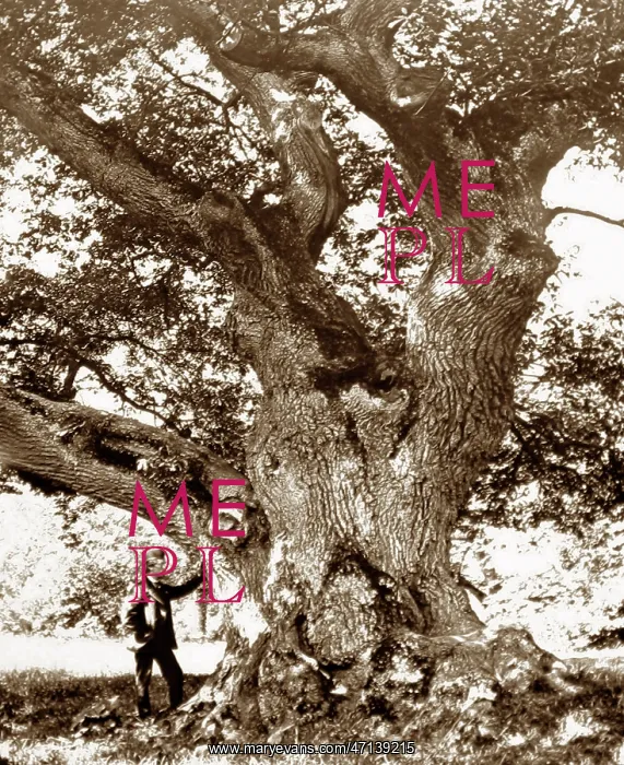  : The Capon Tree, Jedburgh, Victorian period
