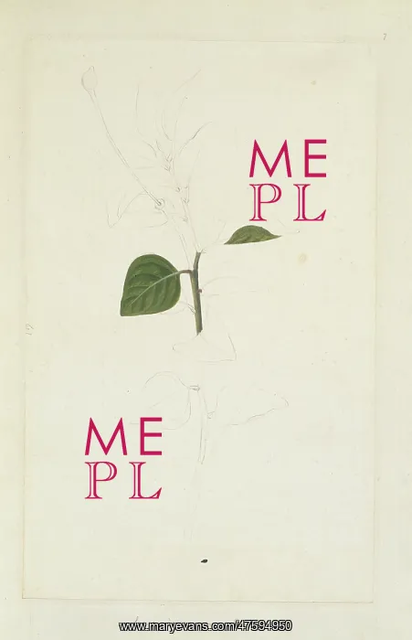 : Capparis canescens, dog capers : Capparis canescens, dog capers