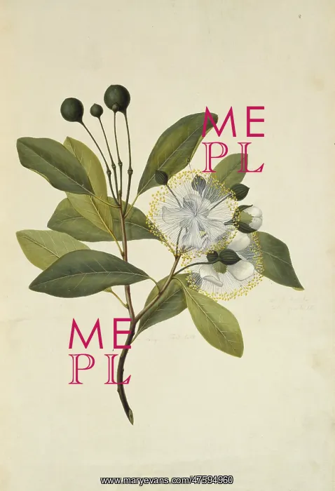 : Capparis lucida, coast caper : Capparis lucida, coast caper