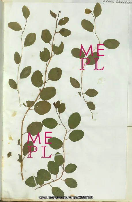 : Capparis spinosa, caper : Capparis spinosa, caper