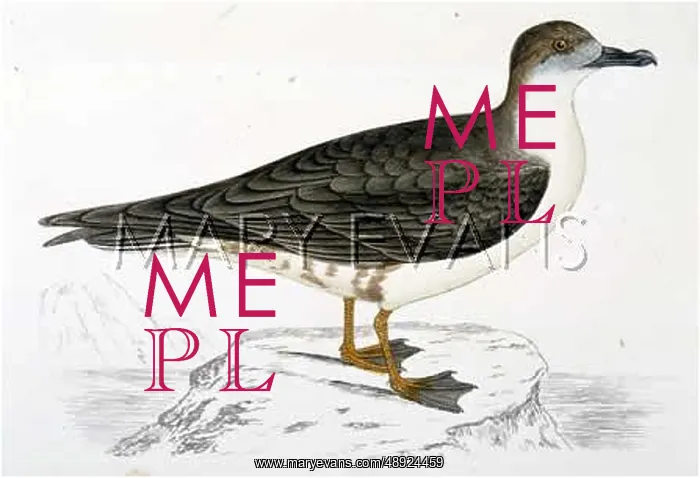  : CAPPED PETREL