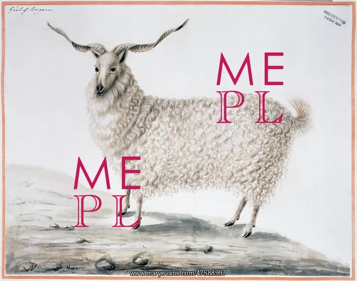 : Capra hircus, goat : Capra hircus, goat