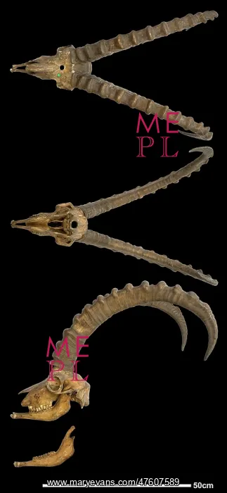  : Capra ibex, alpine ibex