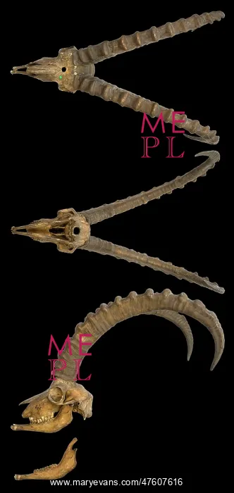 : Capra ibex, alpine ibex skull : Capra ibex, alpine ibex skull