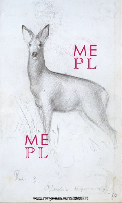 : Capreolus capreolus, western roe deer : Capreolus capreolus, western roe deer