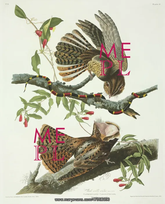 : Caprimulgus carolinensis, chuck-will's widow : Caprimulgus carolinensis, chuck-will's widow