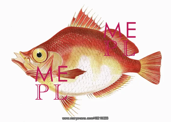 : Capros aper, or Boarfish : Capros aper, or Boarfish