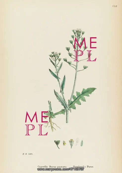  : CAPSELLA BURSA-PASTORIS