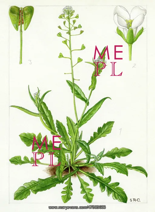 : Capsella bursa-pastoris - shepherd's purse : Capsella bursa-pastoris - shepherd's purse