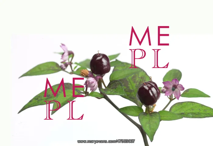  : Capsicum annuum Filius blue