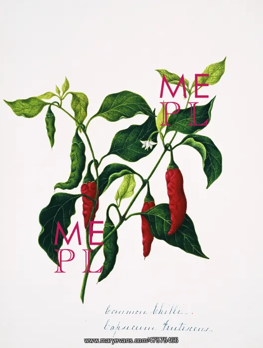 : Capsicum frutesceus, common chilli : Capsicum frutesceus, common chilli