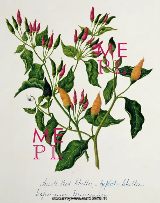 : Capsicum minimum, chillies : Capsicum minimum, chillies