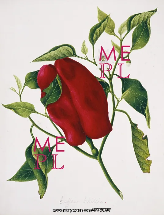 : Capsicum sp. caffree chilli : Capsicum sp. caffree chilli