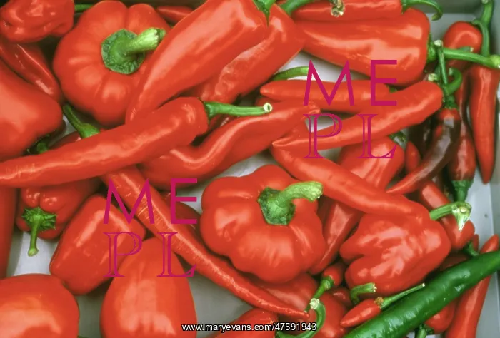 : Capsicum sp. pepper : Capsicum sp. pepper