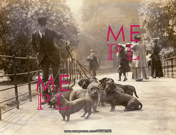 : Captain Berry's dachshunds in the park : Captain Berry's dachshunds in the park