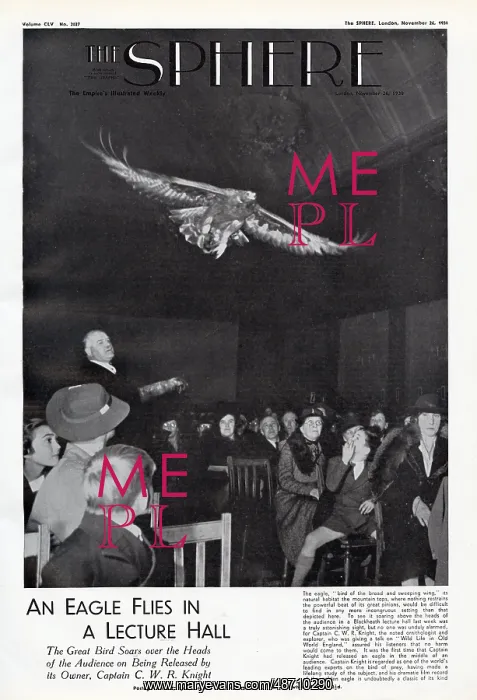: Captain C.W.R. Knight with his pet eagle : Captain C.W.R. Knight with his pet eagle