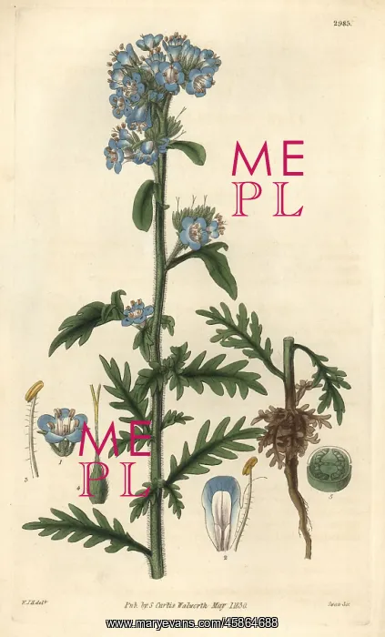 : Captain Franklin's eutoca or Franklin's scorpionweed : Captain Franklin's eutoca or Franklin's scorpionweed