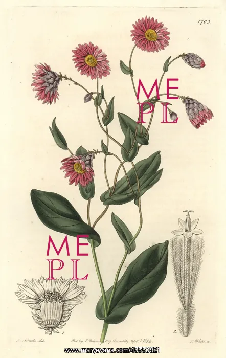 : Captain Mangles rhodanthe or pink sunray : Captain Mangles rhodanthe or pink sunray