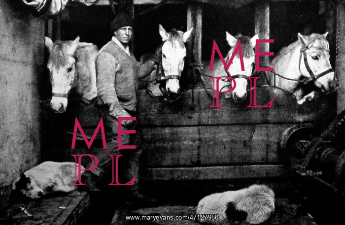 : Captain Oates with some of the ponies, Scott's Expedition : Captain Oates with some of the ponies, Scott's Expedition