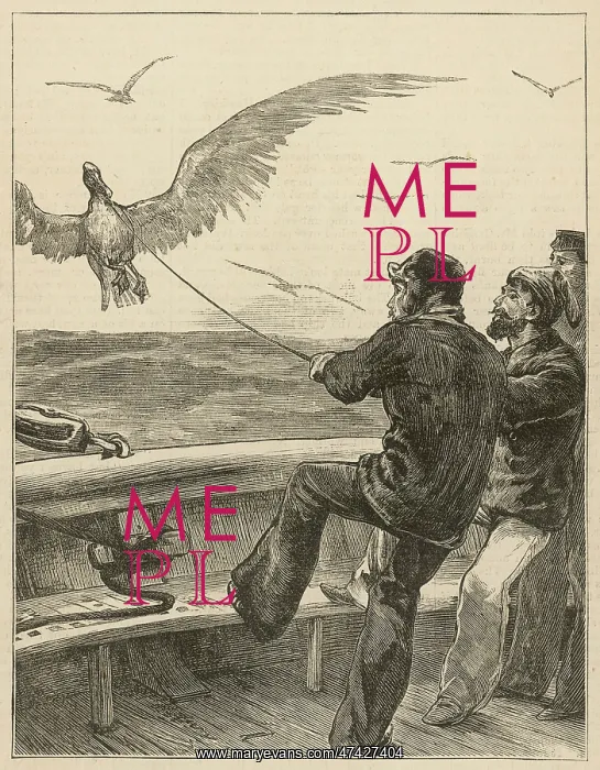 : They Capture a huge Albatross : They Capture a huge Albatross