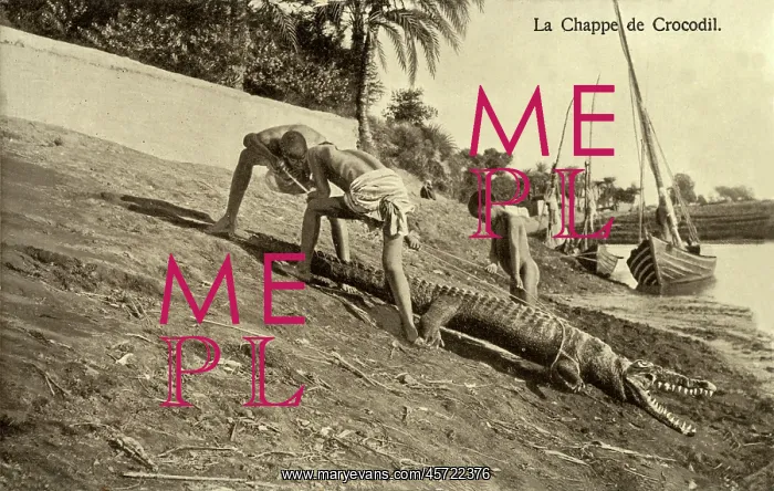 : Captured Crocodile on the Banks of the River Nile, Egypt : Captured Crocodile on the Banks of the River Nile, Egypt