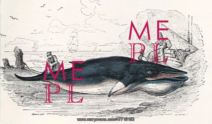  : Captured Whale
