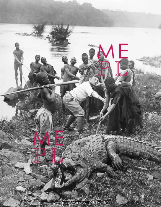 : Capturing a crocodile, 1925 : Capturing a crocodile, 1925