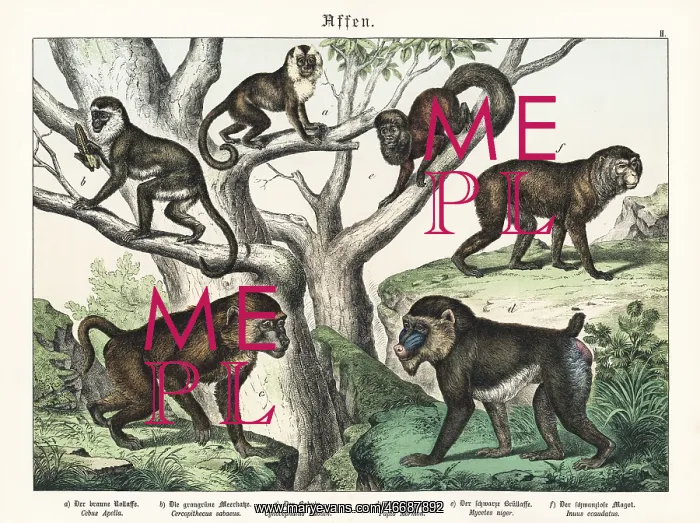 : Capuchin, mandrill and other apes : Capuchin, mandrill and other apes