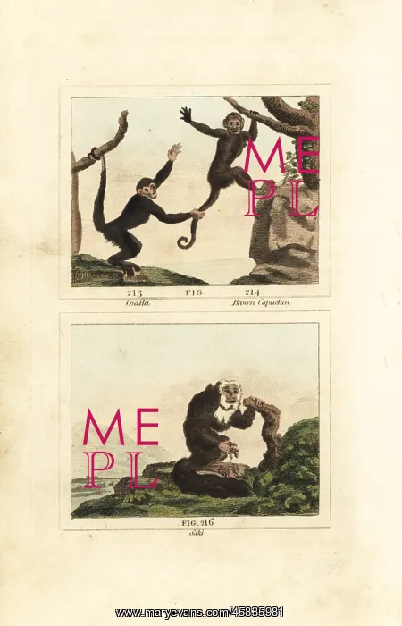 : Capuchin monkeys and equatorial saki : Capuchin monkeys and equatorial saki