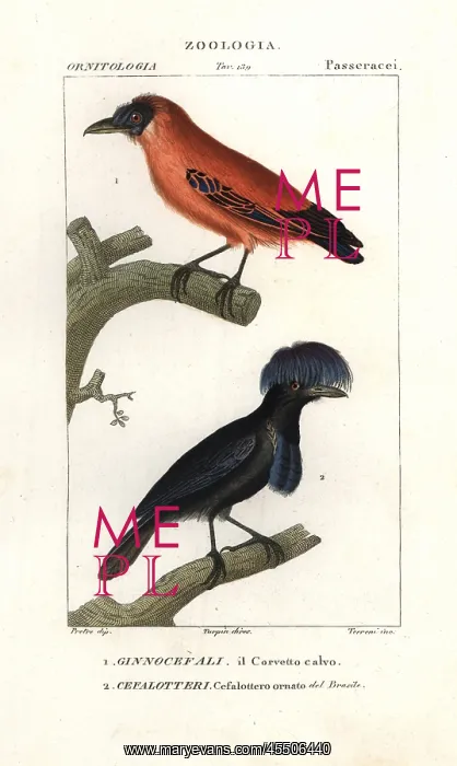 : Capuchinbird, Perissocephalus tricolor, and : Capuchinbird, Perissocephalus tricolor, and