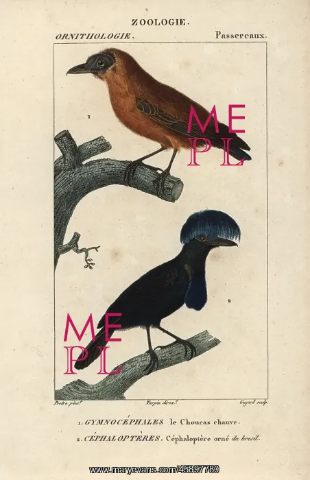 : Capuchinbird, Perissocephalus tricolor, and : Capuchinbird, Perissocephalus tricolor, and