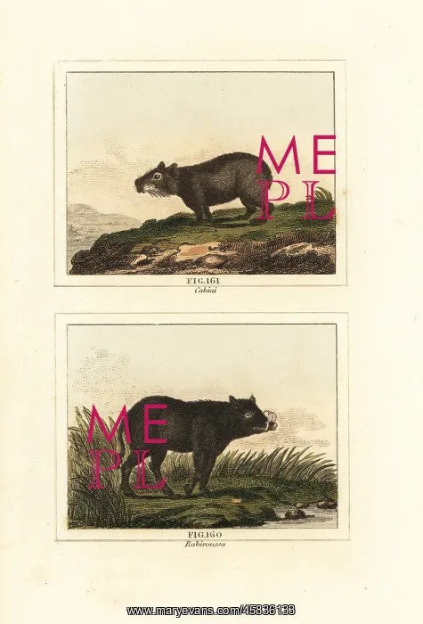 : Capybara and babirusa : Capybara and babirusa