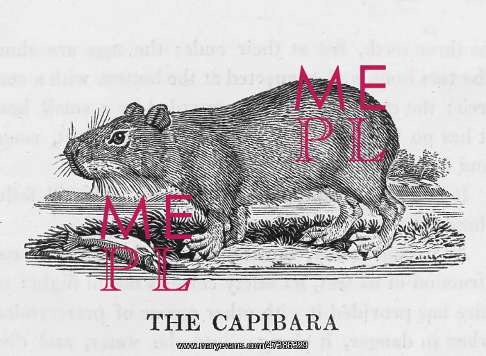 : CAPYBARA (BEWICK) : CAPYBARA (BEWICK)