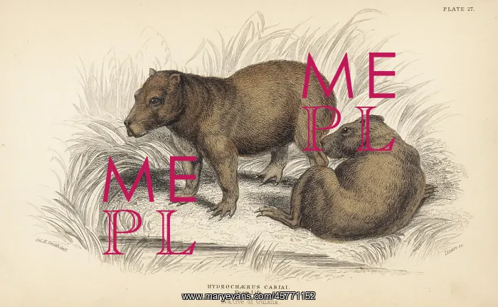 : Capybara, Hydrochaeris hydrochaeris : Capybara, Hydrochaeris hydrochaeris