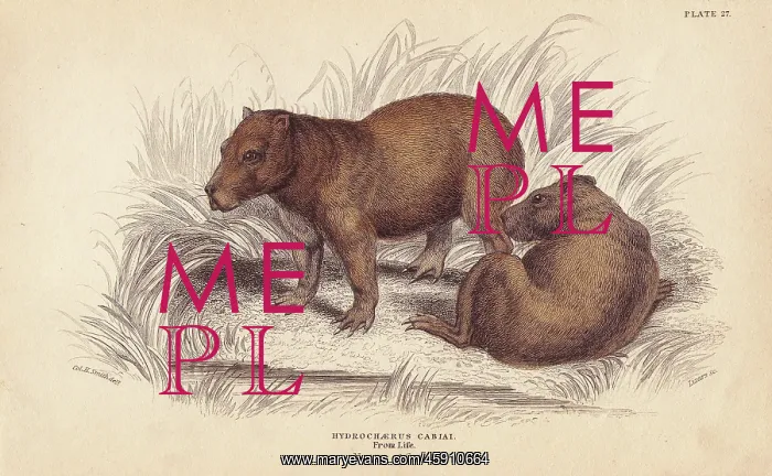: Capybara, Hydrochoerus hydrochaeris : Capybara, Hydrochoerus hydrochaeris