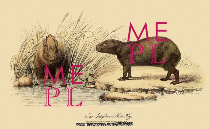 : Capybara, Hydrochoerus Hydrochaeris : Capybara, Hydrochoerus Hydrochaeris