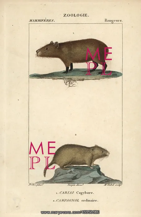 : Capybara, Hydrochoerus hydrochaeris, and common : Capybara, Hydrochoerus hydrochaeris, and common