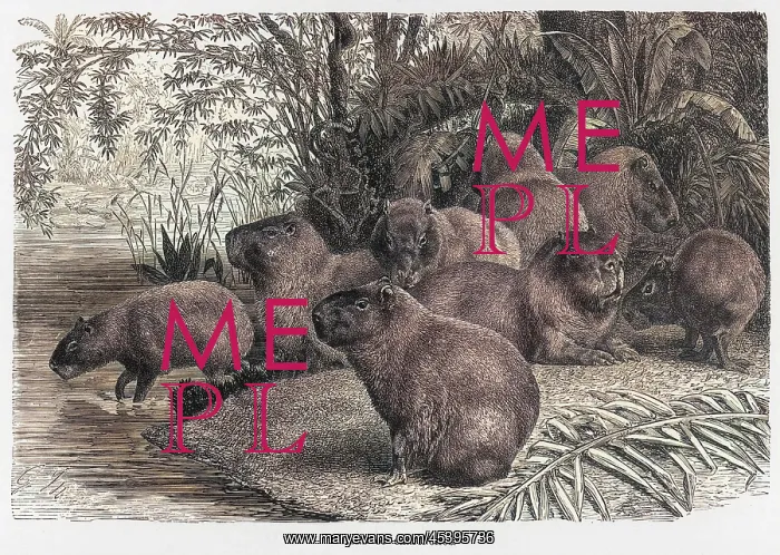 : CAPYBARAS. (hydrochaerus hydrochaeris) Also known as the carpincho : CAPYBARAS. (hydrochaerus hydrochaeris) Also known as the carpincho