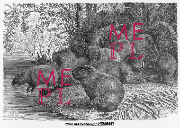 : CAPYBARAS. (hydrochaerus hydrochaeris) Also known as the carpincho : CAPYBARAS. (hydrochaerus hydrochaeris) Also known as the carpincho