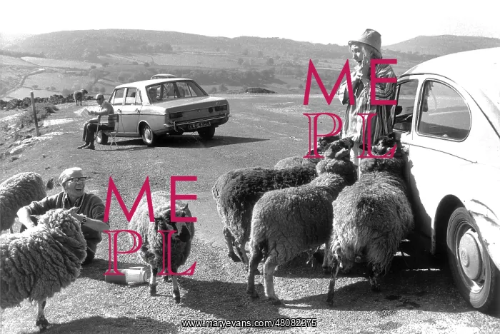: Car drivers with sheep on a country road : Car drivers with sheep on a country road