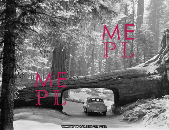 : Car driving through passage way in a fallen ? : Car driving through passage way in a fallen ?