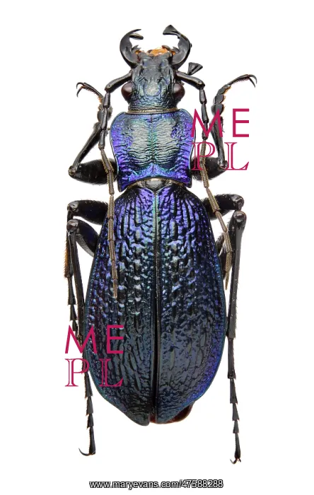 : Carabus intricatus, blue ground beetle : Carabus intricatus, blue ground beetle