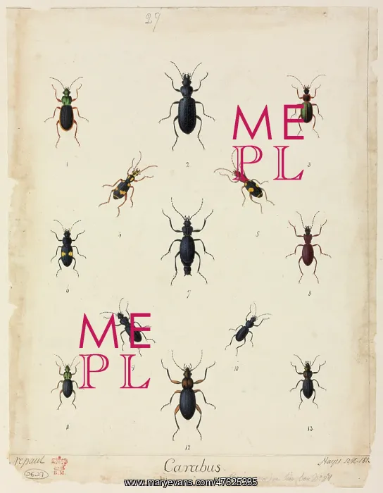 : Carabus sp. beetles : Carabus sp. beetles