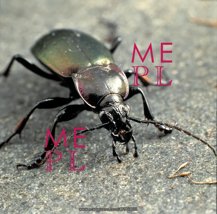 : Carabus violaceus, violet ground beetle : Carabus violaceus, violet ground beetle