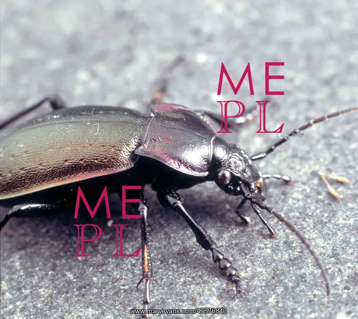 : Carabus violaceus, violet ground beetle : Carabus violaceus, violet ground beetle