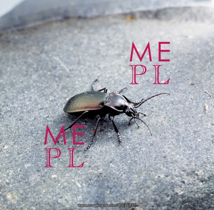 : Carabus violaceus, violet ground beetle : Carabus violaceus, violet ground beetle