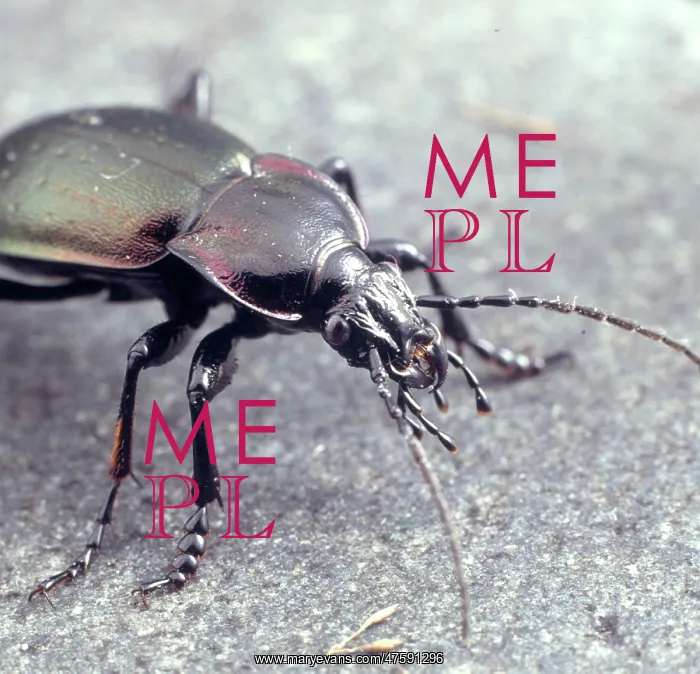: Carabus violaceus, violet ground beetle : Carabus violaceus, violet ground beetle