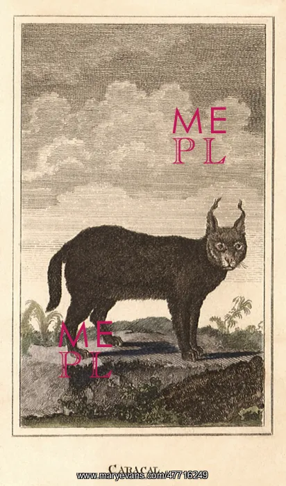  : Caracal