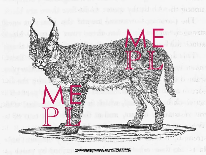 : CARACAL (BEWICK) : CARACAL (BEWICK)